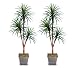 TWO 6' Yucca Tripled Artificial Trees Silk Plants, with No Pot,