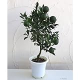 [実付き]デコポン6号鉢植え[不知火（シラヌイ）・皮がむきやすく人気の柑橘・かんきつ類苗木]