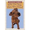 Why Do Dogs Have Wet Noses?