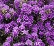 Rhododendron "Ramapo" Five Gallon Plant