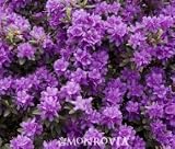 Rhododendron "Ramapo" Five Gallon Plant