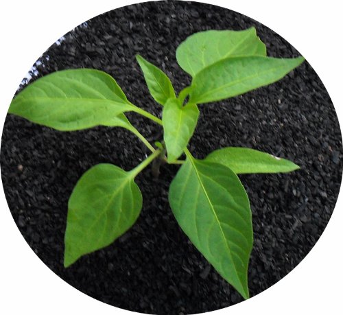 Better Biochar Infused with Blood Meal and Bone Meal. Make your own Terra Preta Soil. Grow BIGGER AND HEALTHIER Plants. One Time Application. The Gardeners Secret. Create Your Own Biological Oasis Best Biochar For Your Plants.