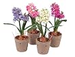 Set of 4 Spring Time Assorted Color Potted Silk Hyacinth Flowers 14"