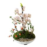 CONCENT 【数量限定】創作盆栽 憐酔桜