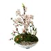 CONCENT【数量限定】創作盆栽 憐酔桜