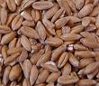 Spelt, 5 Lb Bag, Biologically Grown Non-GMO Whole-grain