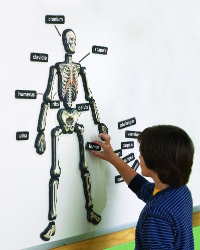 Educational Insights Hands-On 3-D Demonstration Magnets Skele (1760)
