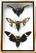 REAL 3 MIXS CICADA INSECT TAXIDERMY SET IN BOXES DISPLAY FOR COLLECTIBLES