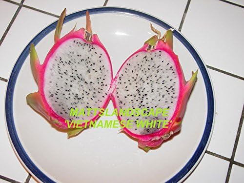 Dragon Fruit Plant, 'VIETNAMESE WHITE,' Hylocereus, Pitahaya, Epiphyllum, Delicious Edible Cactus Fruit, High in Vitamin C, 3 Gallon, 3 Big and Healthy Plants