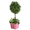 Todd Oldham Butterfly Topiary