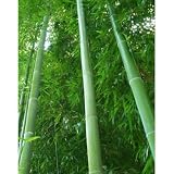 Moso Bamboo - 25 + Seeds Phyllostachys pubescens