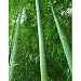 Moso Bamboo - 25 + Seeds Phyllostachys pubescens