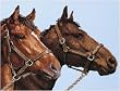Janlynn Platinum Collection Horse Companions Cntd X-Stitch Kit