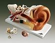 Ear, 3 Times Life Size, 4 Parts
