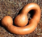 Neck Pumpkin 10 Seeds - NEW - Also Good to Eat - HEIRLOOM - FREE SHIPPING ON ADDITIONAL HIRTS SEEDS