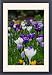 Framed Prints of Crocus in the grass 2 from ClownFish Photo