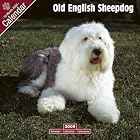 Old English Sheepdog 2009 Wall Calendar