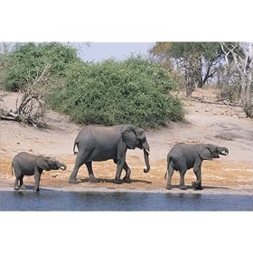 photographie Adult and young elephants drinking at Chobe River. est disperible en (L x H): 60 x 4...