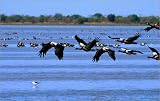 photographie Magpie geese at tropical billabong. est disperible en (L x H): 60 x 40 cm de M. Reardon