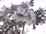 400 ROYAL PAULOWNIA EMPRESS TREE Paulownia Tomentosa Seeds