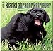 Black Labrador Retriever Puppies 2015 Calendar