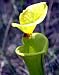 Yellow Pitcher Plant 10 Seeds - Sarracenia-Carnivorous