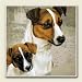 Kitchen & Housewares : AbsorbaStone Coaster set~ Jack Russell ~4 Tile Drink Coasters ~ code 774C
