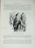 Cassell'S Birds C1870 Woodpecker Tree-Chopper Picus