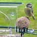 Window Bird Feeder - Complete With Food And Garden Bird Identification Card