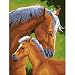 Mother & Colt PBN 9x12