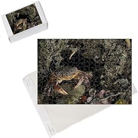 Photo Jigsaw Puzzle of European Freshwater Crab - adult at night near the entrance of its daily burrow from Ardea Wildlife Pets