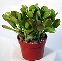 Jade Plant - Crassula ovuta - Easy to Grow - 2" Pot