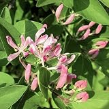 TATARIAN HONEYSUCKLE Lonicera tatarica 25 seeds