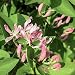 TATARIAN HONEYSUCKLE Lonicera tatarica 25 seeds