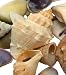 Tropical Mixed Shell
