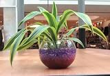 4x Aquaglobez Crystal Majic Colorful Soil Just Add Water