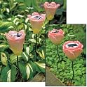 Pink Roses With Color Change Feature, Set of 2