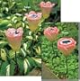 Homebrite Polyresin Garden Landscape Pathway Solar Tulip Lights with Powder Coated Metal Stakes, 30832, Set of 3, Pink