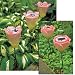 Homebrite Polyresin Garden Landscape Pathway Solar Tulip Lights with Powder Coated Metal Stakes, 30832, Set of 3, Pink