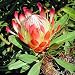 PROTEA SUSANNAE stinkleaf sugarbush 5 seeds