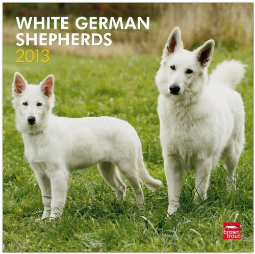 White German Shepherds 2013: Weiße Schäferhunde