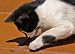 Train Your Cat (Pet Series)