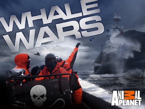 Whale Wars Season 2, whale wars season 3. Whale Wars Season 2,