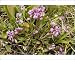 Photographic Prints of Dwarf milkwort - on limestone grassland from Ardea Wildlife Pets