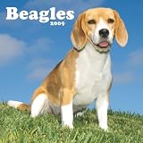 Beagles 2009 Wall Calendar 12 X 12