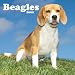   - Beagles 2009 Wall Calendar 12