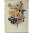 SEMI-CLIMBING ROSE TRIER 1910 YELLOW WHITE FLOWER GREEN