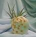 Live Bromeliad Nautilus Spotted Shell