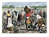 African-American Slaves Picking Cotton Art Giclee Poster Print, 56x42
