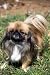 Portrait of Pretty Pekingese Dog Standing on a Grass - 24
